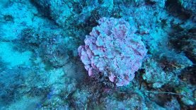 alga-corallina-Lithophyllum-stictaeforme-Coral-algae-2020-11-28-21h54m11s624