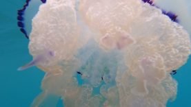 Barrel jellyfish – Rhizostoma pulmo