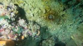 Cylinder anemone – Cerianthus Membranaceus