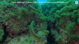 Green wrasse – Labrus viridis
