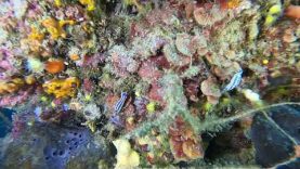 Nudibranchia – Felimare tricolor