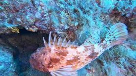 Red scorpionfish Scorpaena scrofa