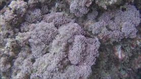 Seaweed Corallina caespitosa
