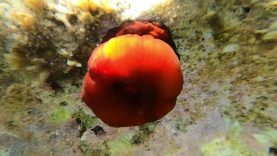 Snorkeling – Beadlet anemone