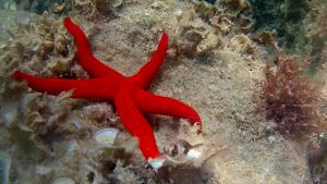 Mediterranean sea Red sea star