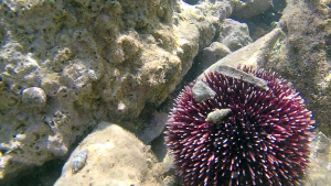 Purple sea Urchin