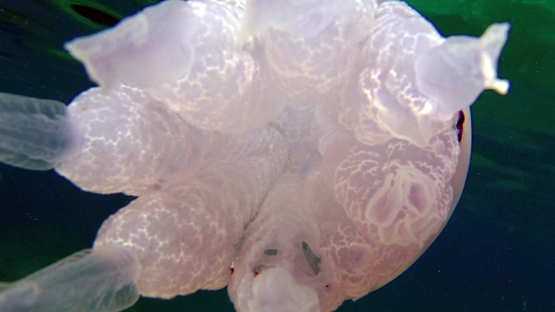 Polmone di Mare – the Barrel Jellyfish – Rhizostoma Pulmo – intotheblue.it