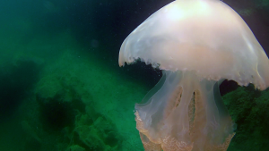 Barrel jellyfish partially eaten by fish
