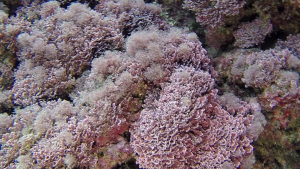 Seaweed Corallina caespitosa