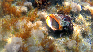 Red-mouthed rock shell