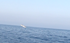 The Humpback whale in Mediterranean sea