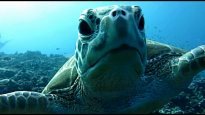 Loggerhead Turtle - Caretta caretta
