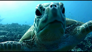 Loggerhead sea Turtle