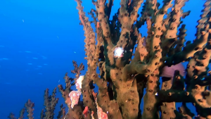 Black Turret coral