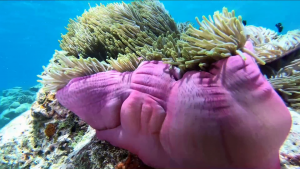 Magnificent sea Anemone