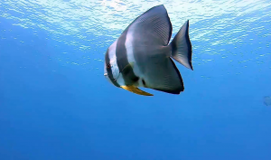 The orbicular Batfish