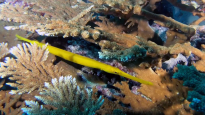 Pesce Trombetta cinese – Aulostomus chinensis – Chinese Trumpetfish – intotheblue.it