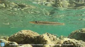 Yellowmouth barracuda – Sphyraena viridensis