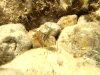 Gamberetto di porto – Palaemon elegans – Rockpool shrimp – www.intotheblue.it-T-2021-08-30-15h21m39s876