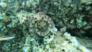 Octopus Mimicry