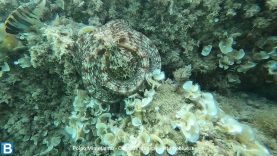 Octopus Mimicry
