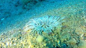 Golden anemone – Condylactis aurantiaca
