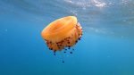 Medusa Cassiopea mediterranea Mediterranean jellyfish Fried egg jellyfish Cotylorhiza tuberculata intotheblue.it