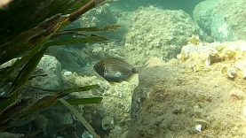 Sarago sparaglione o Sparlotto – Diplodus annularis – Annular sea bream – www.intotheblue.it-2021-11-14-15h10m19s811
