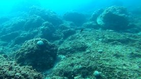 Alga Palla Verde-Codium Bursa-Green marine algae-2021-12-30-15h31m55s712