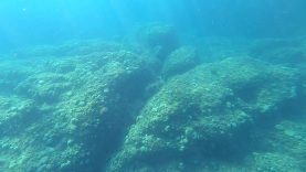 Alga Palla Verde-Codium Bursa-Green marine algae-2021-12-30-15h35m38s502