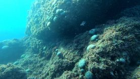 Marine green alga – Codium Bursa