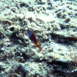 Mediterranean Parrotfish - Sparisoma cretense
