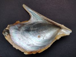 Oyster Pteria hirundo