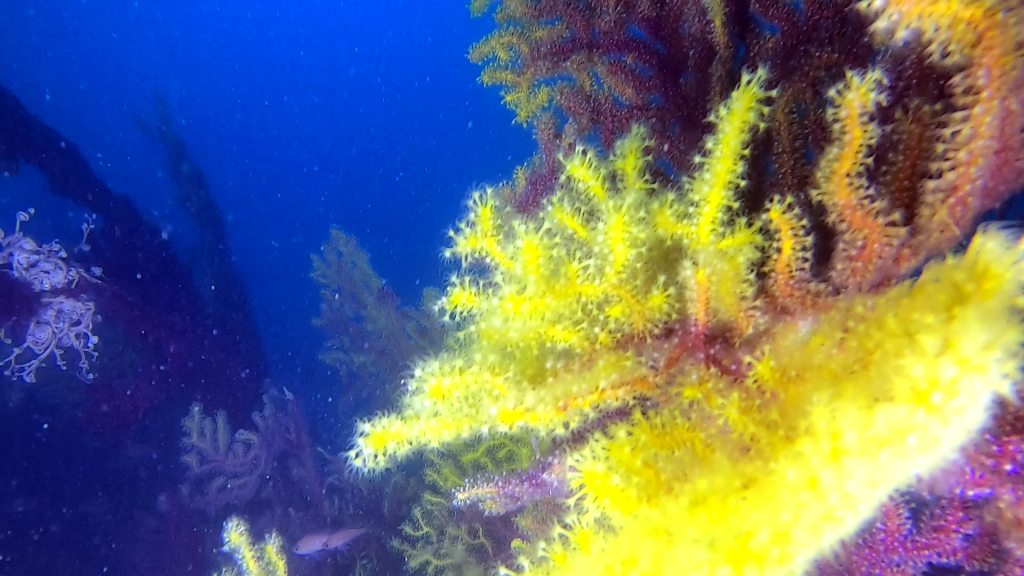 Savalia savaglia - falso corallo nero - Gold coral - false black coral - intotheblue.it
