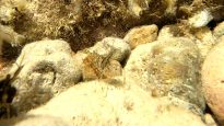Gamberetto di porto o delle rocce - Palaemon elegans