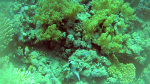Yellow Soft coral - Dendronephthya hemprichi - intotheblue.it