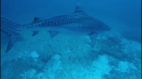 Tiger shark - Galeocerdo cuvier
