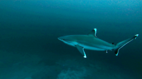 Squalo dalle punte argentee - Carcharhinus albimarginatus