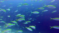 Pesce Fuciliere Pinna Gialla - Caesio xanthonota