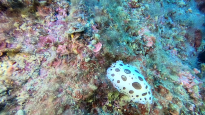 Dotted sea slug - Peltodoris atromaculata - Discodoris atromaculata