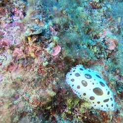 Dotted sea slug - Peltodoris atromaculata - Discodoris atromaculata