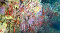 Corallo Rosso - Corallium Rubrum