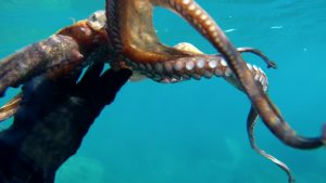Octopus seen closely HD