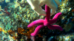 Stella Serpente - Ophidiaster ophidianus - Purple Starfish - www.intotheblue.it