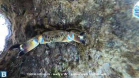Warty crab – Eriphia verrucosa