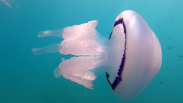 Rhizostoma pulmo Barrel Jellyfish Medusa Polmone di mare intotheblue.it-2022-07-07-s302