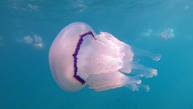 Rhizostoma pulmo Barrel Jellyfish Medusa Polmone di mare intotheblue.it-2022-07-07-s424