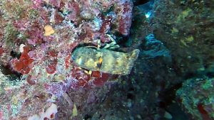 Slipper lobster - Scyllarus arctus