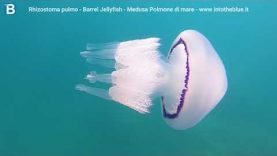 Lasciamo vivere le meduse e raccogliamo la plastica dal mare!
