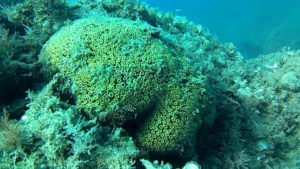 Cushion Coral - Cladocora caespitosa